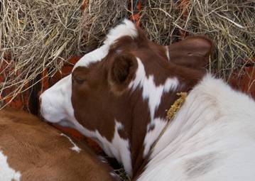 New Gokul farm at Bhaktivedanta Manor to officially open thumbnail