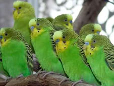 Parakeets flock to Manor  International Society for 